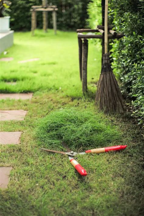 Rasen Nach Winter Gelb Warum Bekommt Rasen Gelbe Spitzen Vor Dem Frühling Und Was Kann Man