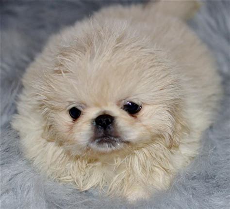 Akc Pekingese Puppies Perfectpekskennel