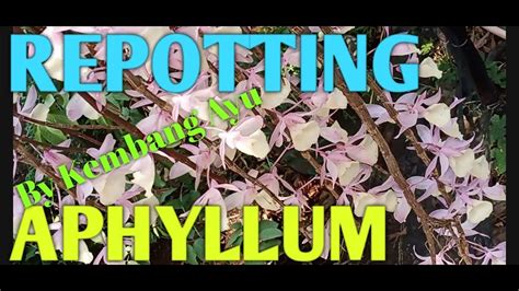 Repotting Anggrek Dendrobium Aphyllum Youtube