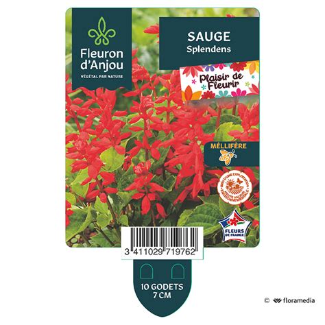 Sauge Splendens Fleuron D Anjou