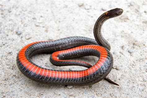 Northern Redbelly Snake The Snakes Of Ontario · Inaturalist