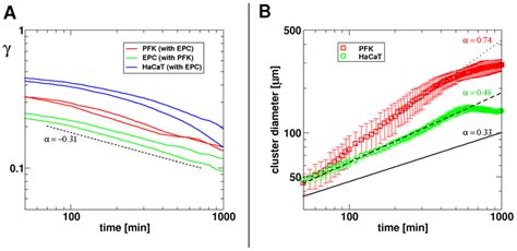 Evolution Of The Segregation Index And Cluster Size During Cell