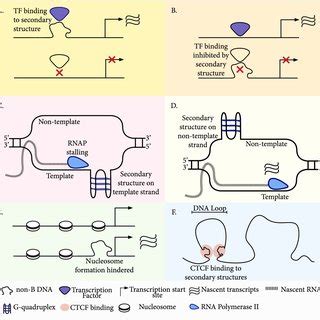 Schematic Overview Of Non B Dna Enrichment Relative To Gene Features