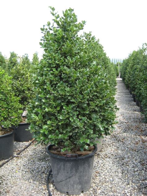 Achetez Ilex Aquifolium Alaska Pepiniere Dioqa