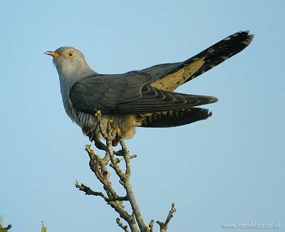 Steve Blain presents "Bird Porn": coo coo cachu!