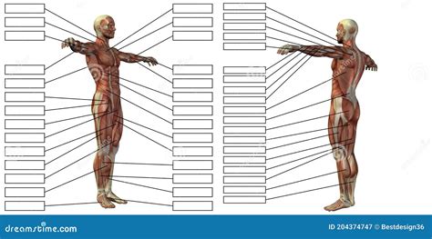 3D Human Man Anatomy And Muscle Textbox Stock Illustration