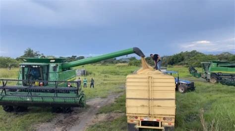 Siembra De Arroz En Chiriquí Alcanza Más De 19 Mil Hectáreas