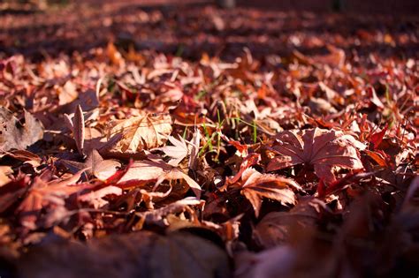 Autumn Leaves Fallen Red Free Photo On Pixabay Pixabay