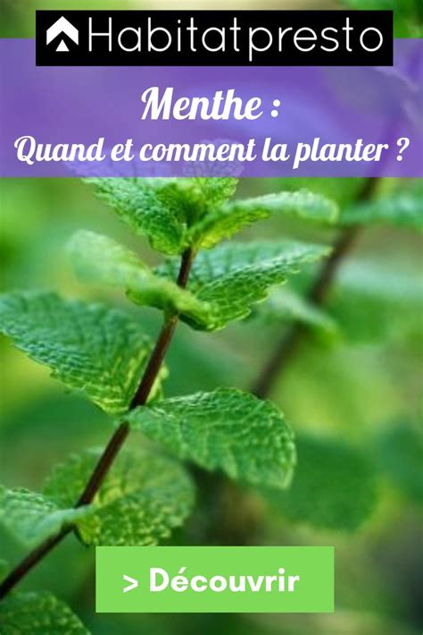 Menthe Quand Et Comment La Planter Dans Son Potager Plant Leaves