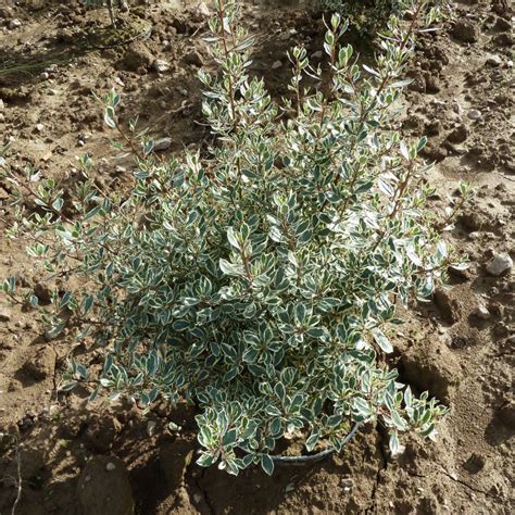 Rhamnus Alaternus Argenteovariegata