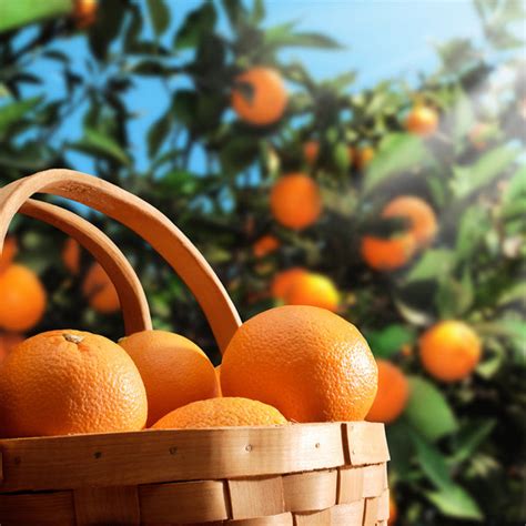 Hamlin Sweet Orange Tree Citrus Sinensis Hamlin Garden Center Point