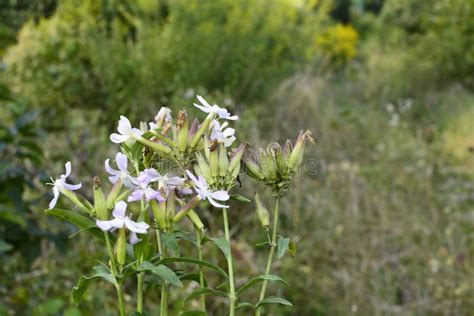 Silene Alba Syn Silene Latifolia Syn Melandrium Album White Campion