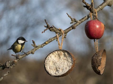 Nourrir Les Oiseaux En Hiver Recettes Maison R Aliser