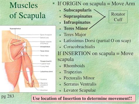 17 Muscles Of The Scapula