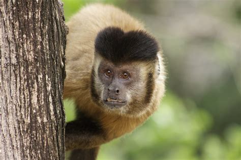 Curiosidades De 3 Bichos Exóticos Do Brasil Macacos Prego Esquilo E