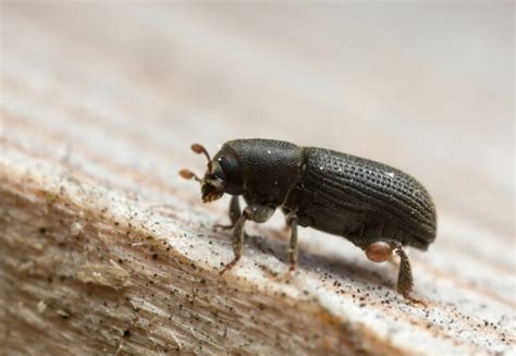 5 Types Of Wood Boring Insects You Need To Worry About