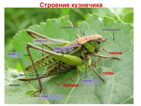 О беспозвоночных животных Калужской области - презентация онлайн