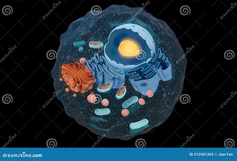 Internal Structure Of An Animal Cell 3d Rendering Section View