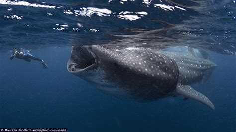 Le plongeur qui fut presque avalé par un requin baleine - Blog de la plongée sous-marine : Plongeurs