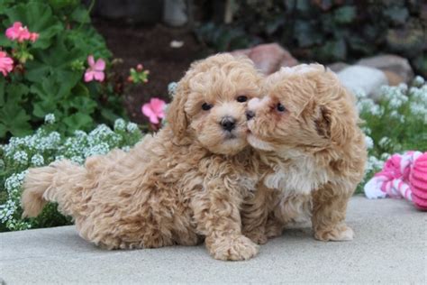 Carter Malti Poo Puppy Pawrade