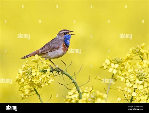 Adult White Spotted Bluethroat Luscinia Svecica Singing From Top Of