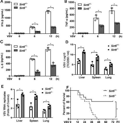 Sirt Deficiency Impairs Antiviral Innate Immune Responses In Vitro