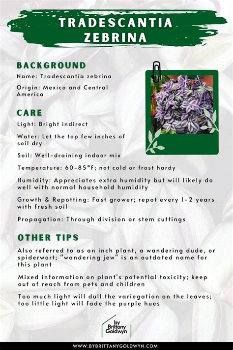 How To Care For A Wandering Tradescantia Zebrina Plant Succulent