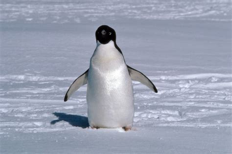 Adelie penguin pictures - Pygoscelis adeliae
