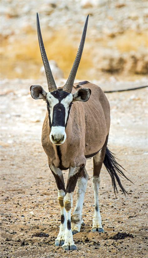 Gemsbok Or South African Oryx Oryx Gazella Agama Lodge Flickr