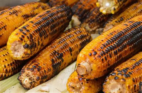ᐅ Can Horses Eat Corn? | Toxic or Healthy