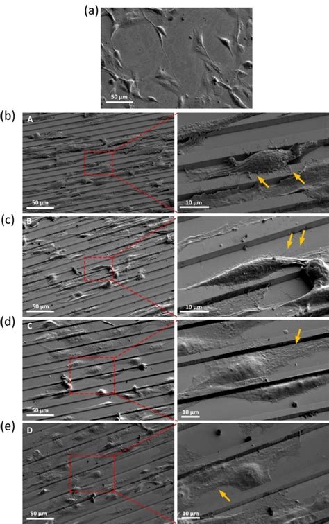 Sem Micrographs Of Osteoblast Cells Cultured On Ti Coated Smooth And