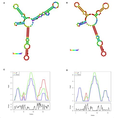 RNA Secondary Structure Prediction Of The Human LDLR By RNA Fold