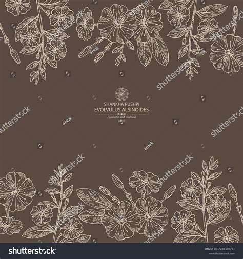 Background Evolvulus Alsinoides Shankha Pushpi Plant Stock Vector ...