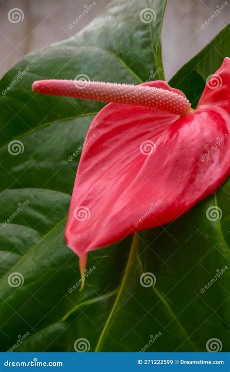 Plantas Tropicales De Anturio Floreciendo Con Flores Rojas Cerradas