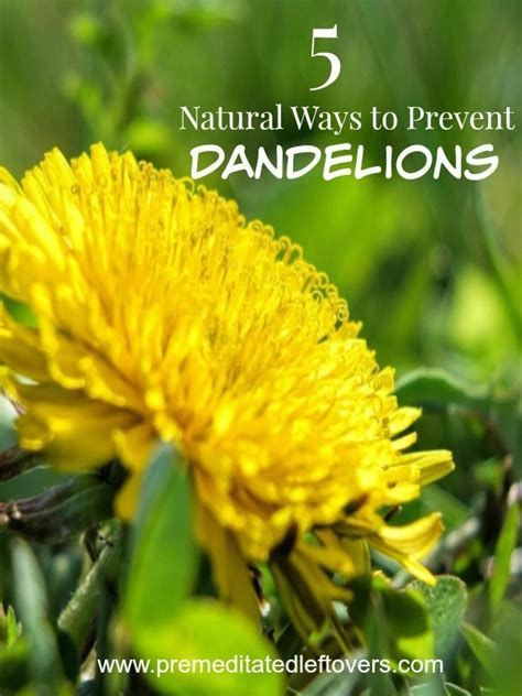 5 Natural Ways To Prevent Dandelions