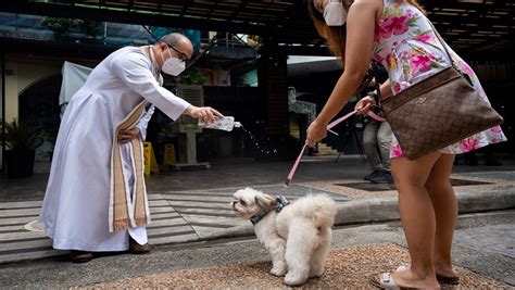 Pet weddings highlight animal blessing ceremony in the Philippines ...