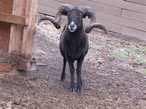 Black Hawaiian Ram Goats Sheep Cattle