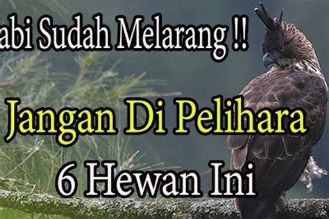 Penggemar Hewan Harus Tau Ada 6 Jenis Hewan Yang Dilarang Dipelihara