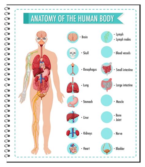 Free Vector | Anatomy of the human body information infographic