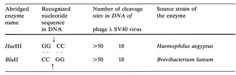 Restriction Endonucleases