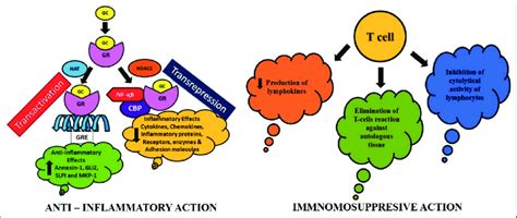 Mechanism Of Action GC Glucocorticoid GR Glucocorticoid Receptor