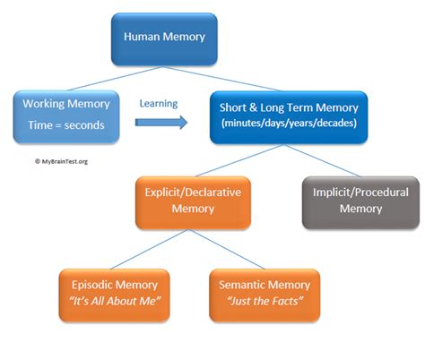 Human Memory Model Memoryhealthcheck