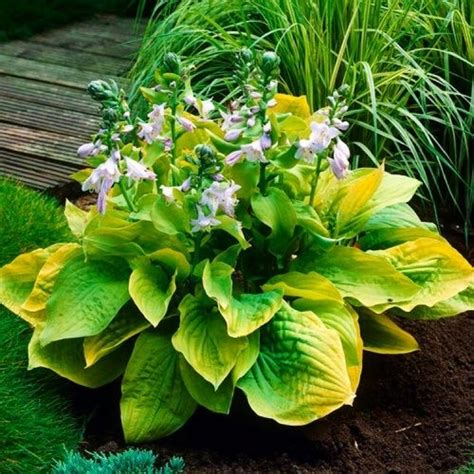 Хоста August Moon - купить с доставкой по Украине, цена в — Яскрава Клумба