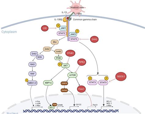 Harnessing Il 15 Signaling To Potentiate Nk Cell Mediated Cancer