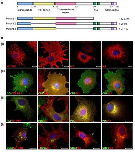 Localisation Of Pbf Deletion Mutants A Putative Functional Domains