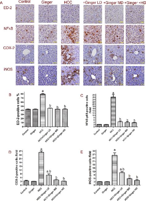 Ginger Inhibits Den 2 Aaf Induced Up Regulation Of Ed 2 Nf κb Cox 2