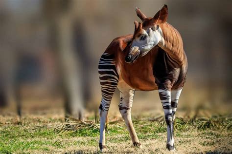 19 Unusual Mammals Thriving in Extreme Environments - Rarest.org