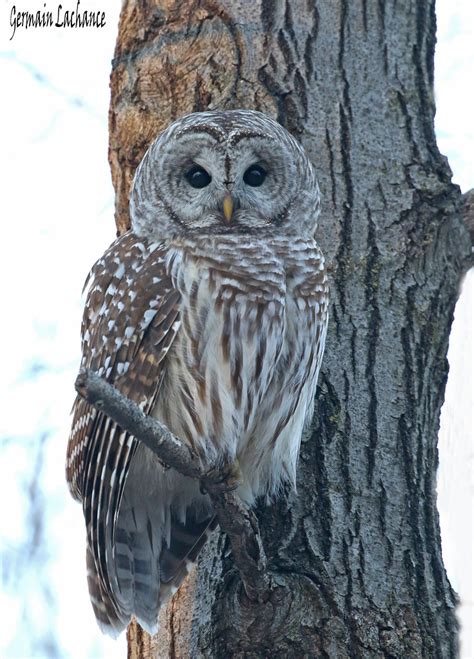 Chouette Ray E Barred Owl Une Belle Rencontre D Une Chou Flickr