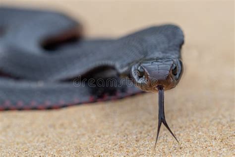 Australian Red Bellied Black Snake Stock Image Image Of Snake