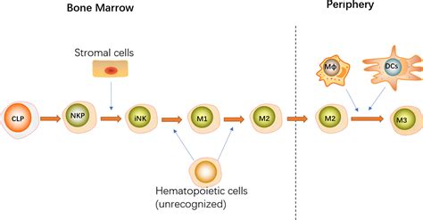 Frontiers Transcription Factors Associated With Il 15 Cytokine